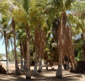 King Sound Resort Hotel - Accommodation Search