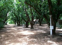 Daly River Mango Farm - Accommodation Search 4