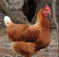 Avonmore Estate Biodynamic Winery - Accommodation Search