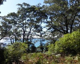 Booderee National Park: Bristol Point Camping Area - Accommodation Search 1