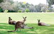Darlington Beach Resort & Holiday Park - thumb 67