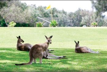 Darlington Beach Resort & Holiday Park - Accommodation Search 67