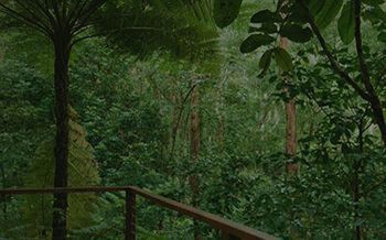 Kondalilla Eco Resort - Accommodation Search 7