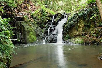 Kondalilla Eco Resort - Accommodation Search 63