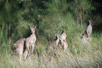 Worrowing At Jervis Bay - Accommodation Search 51