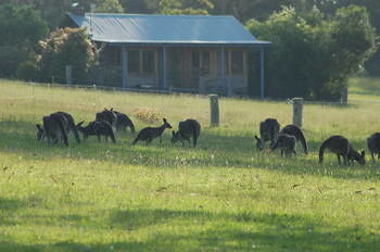 Worrowing At Jervis Bay - Accommodation Search 62
