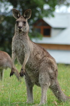 Worrowing At Jervis Bay - Accommodation Search 78