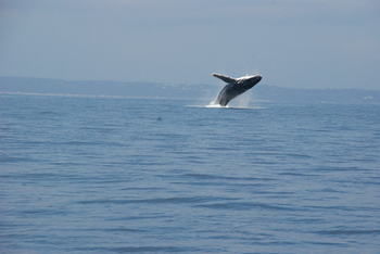Worrowing At Jervis Bay - Accommodation Search 102