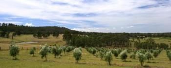 Hunter Homestead - Accommodation Search 7