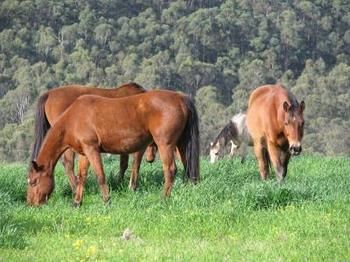 Hill Top Country Guest House - Accommodation Search 2