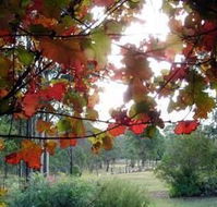 Elfin Hill Country Accommodation - Accommodation Search