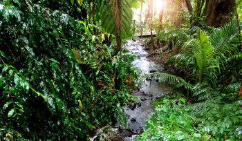 Treetops Accommodation Montville - Accommodation Search 48