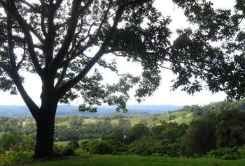 Treetops Accommodation Montville - Accommodation Search 49