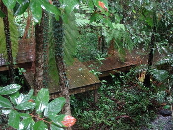 Treetops Accommodation Montville - Accommodation Search 81