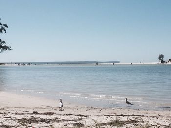 Huskisson Beach Bed And Breakfast - Accommodation Search 3