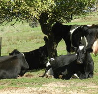 Willy's Holiday House - Accommodation Search