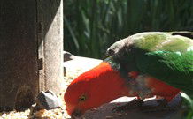 Jervis Bay Cabins And Hidden Creek Real Camping - Accommodation Search 3