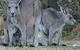 Myola Tourist Resort Caravan Park - thumb 2