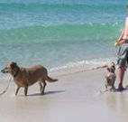 A Paradise Bungalow Waterfront - Accommodation Search