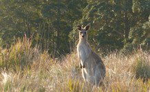 White Sands Cottage - Accommodation Search 3