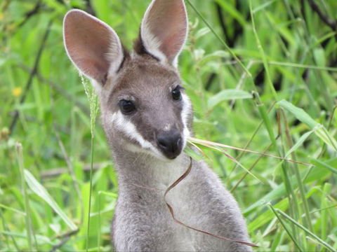 Takarakka Bush Resort Carnarvon Gorge - Accommodation Search 8