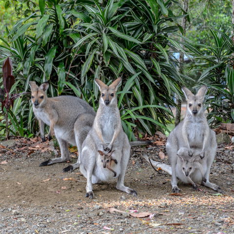 Maleny Country Cottages - Accommodation Search 9