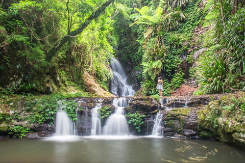 O'Reilly's Rainforest Retreat - Accommodation Search 0