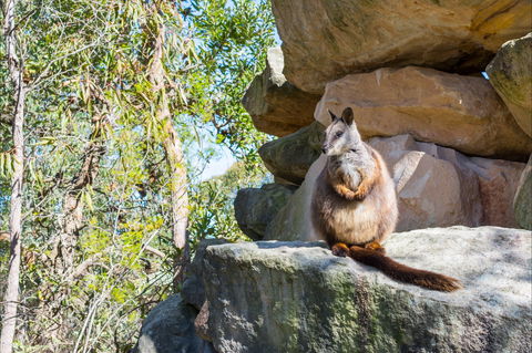 Waterfall Springs Retreat And Wildlife Sanctuary - Accommodation Search 9