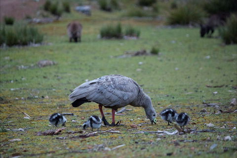Mays Homestead - Flinders Chase National Park - Accommodation Search 1