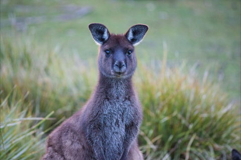 Mays Homestead - Flinders Chase National Park - Accommodation Search 2