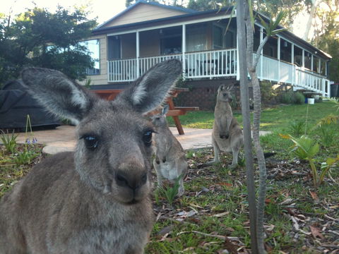 Bush And Bay Cottage - Accommodation Search 0