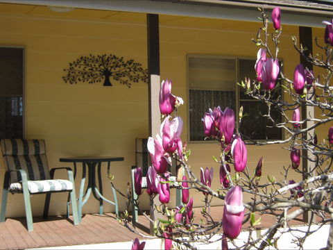 Figtree Cottage - Accommodation Search 1