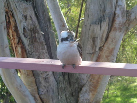 Kookaburra Dreaming - Accommodation Search 0