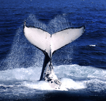 Brisbane Whale Watching - Accommodation Search
