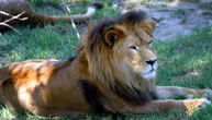 Mogo Zoo - Accommodation Search 1