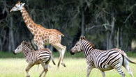 Mogo Zoo - Accommodation Search 2