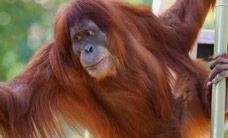 Melbourne Zoo - Accommodation Search 1