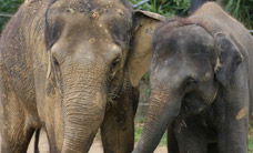 Melbourne Zoo - Accommodation Search 3