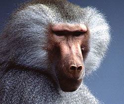 Alma Park Zoo - Accommodation Search 1