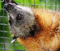 Alma Park Zoo - Accommodation Search 2