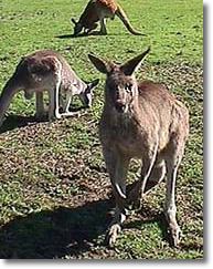OZe Wildlife - Accommodation Search 1