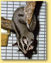 OZe Wildlife - Accommodation Search 3