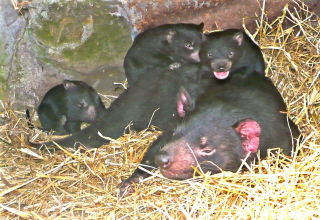 East Coast Natureworld - Accommodation Search 0