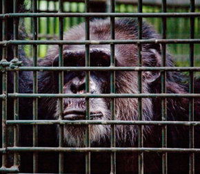 Rockhampton Zoo - Accommodation Search 0
