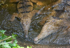 Rockhampton Zoo - Accommodation Search 1