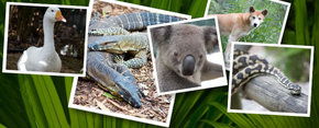 Rockhampton Zoo - Accommodation Search 2