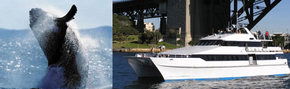 Prestige Harbour Cruises - Accommodation Search 3