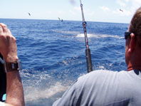 Downunder Charters - Accommodation Search 3