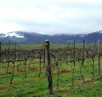 Kinloch Wines - Accommodation Search