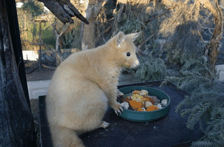 Caversham Wildlife Park - Accommodation Search 1